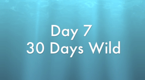 Day7-30DaysWild