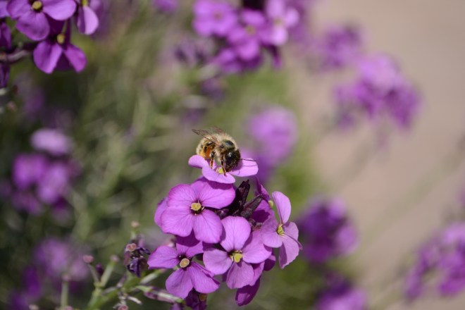 We saw this Bee and Bumble Bees on the Purple Wallflower at the entrance of the centre.