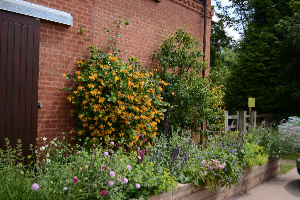 Not seen Honeysuckle in such a deep yellow before :)
