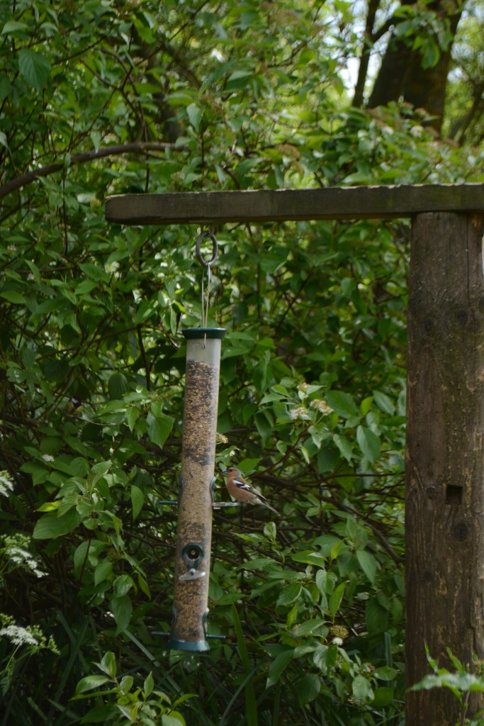 Gary's first ever Chaffinch - to his knowledge. 