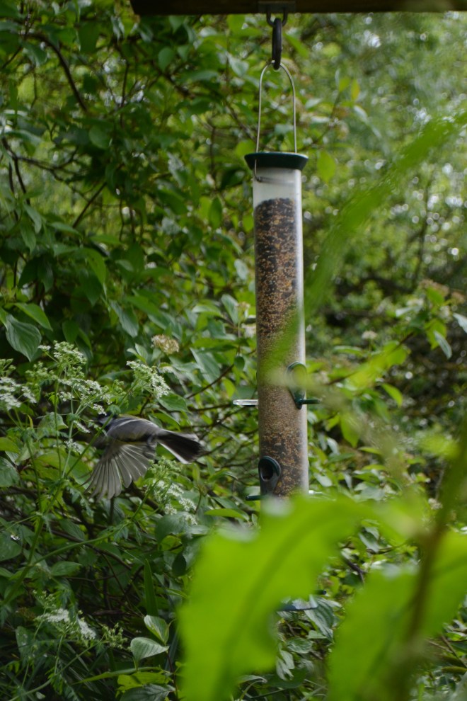 One of my favourites of Gary's snaps, a Great Tit in flight.