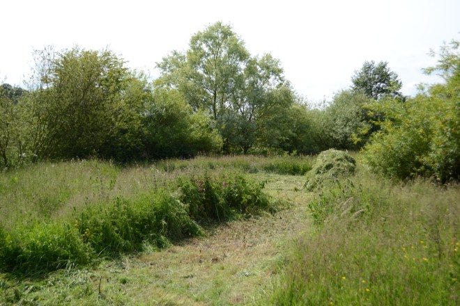 Some grassland management.