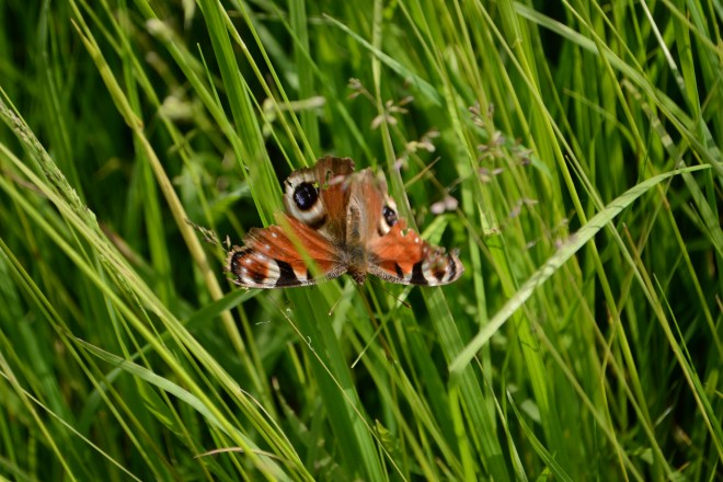 A disheveled Peacock Butterfly.