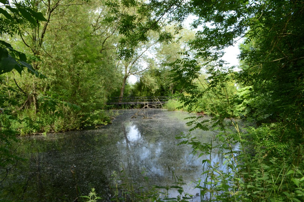 Willow seeds settled on the pond.