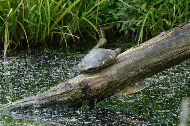 A Terrapin?!  I was shocked to see this.  Taken with a lens kindly leant by a very friendly chap from Stoke (walking past)