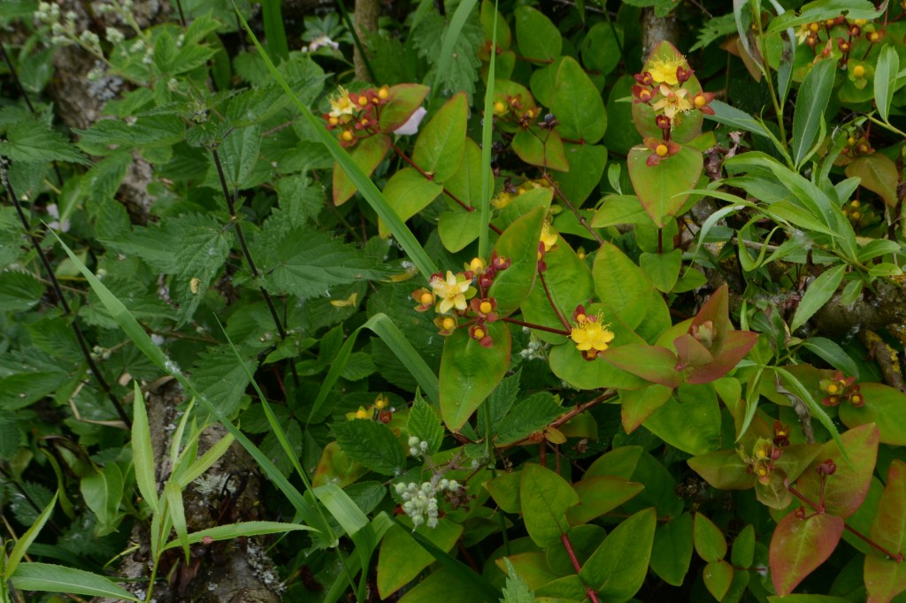 St. John's Wort.