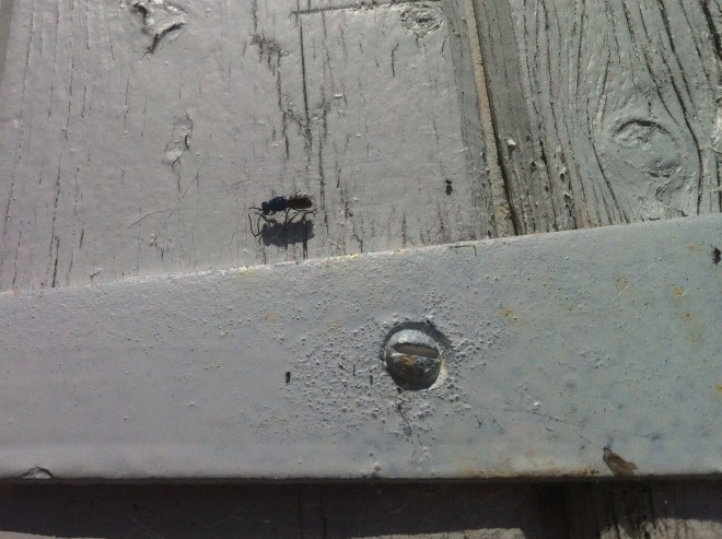 Ruby-tailed Wasp – blue top and red bottom 