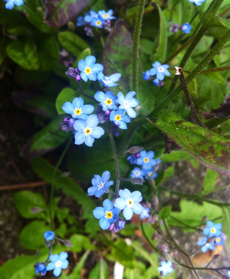 The modest Forget-me-not.