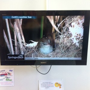 Springwatch Cetti's Warbler Nest Live