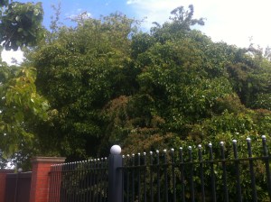 Ivy on top of Hawthorn