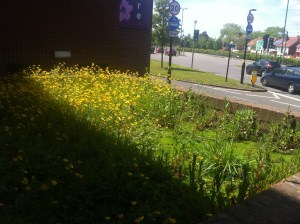Buttercups growing in an unkempt feature thing