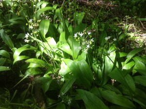 Wild Garlic (Ramsons) flowers past their best