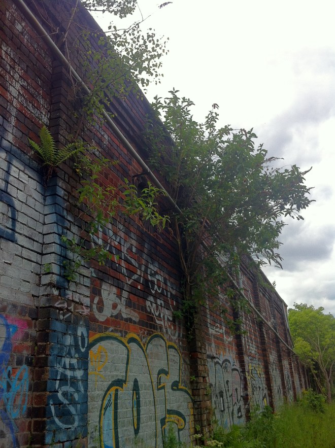 I love seeing plants growing out of walls, likes this Fern and Buddleja.