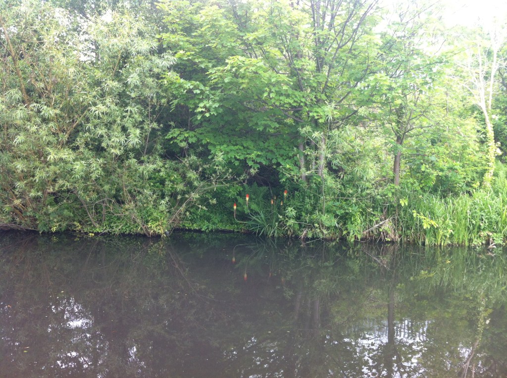 Look! Red hot pokers! (Kniphofia)