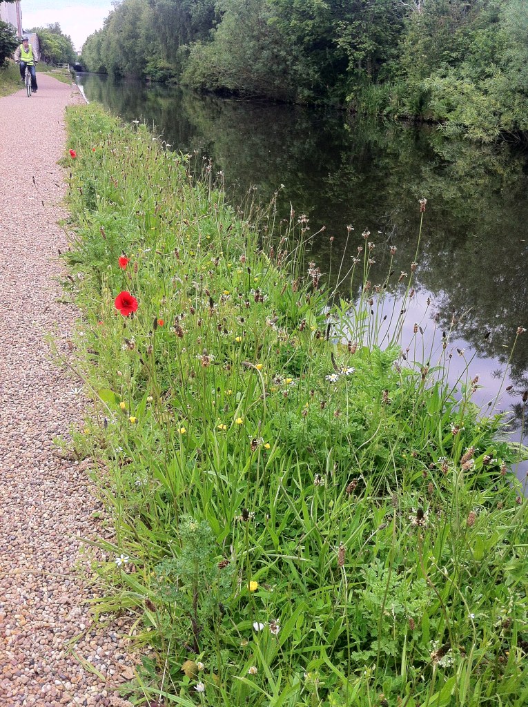 I also love seeing strips of Wildflower like this - Poppies, Horsetails and Daisies. 