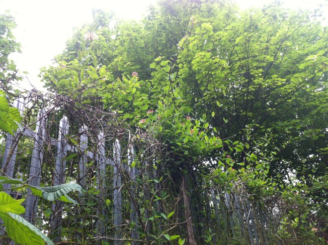 And here it is again, this time growing somewhere more typical.