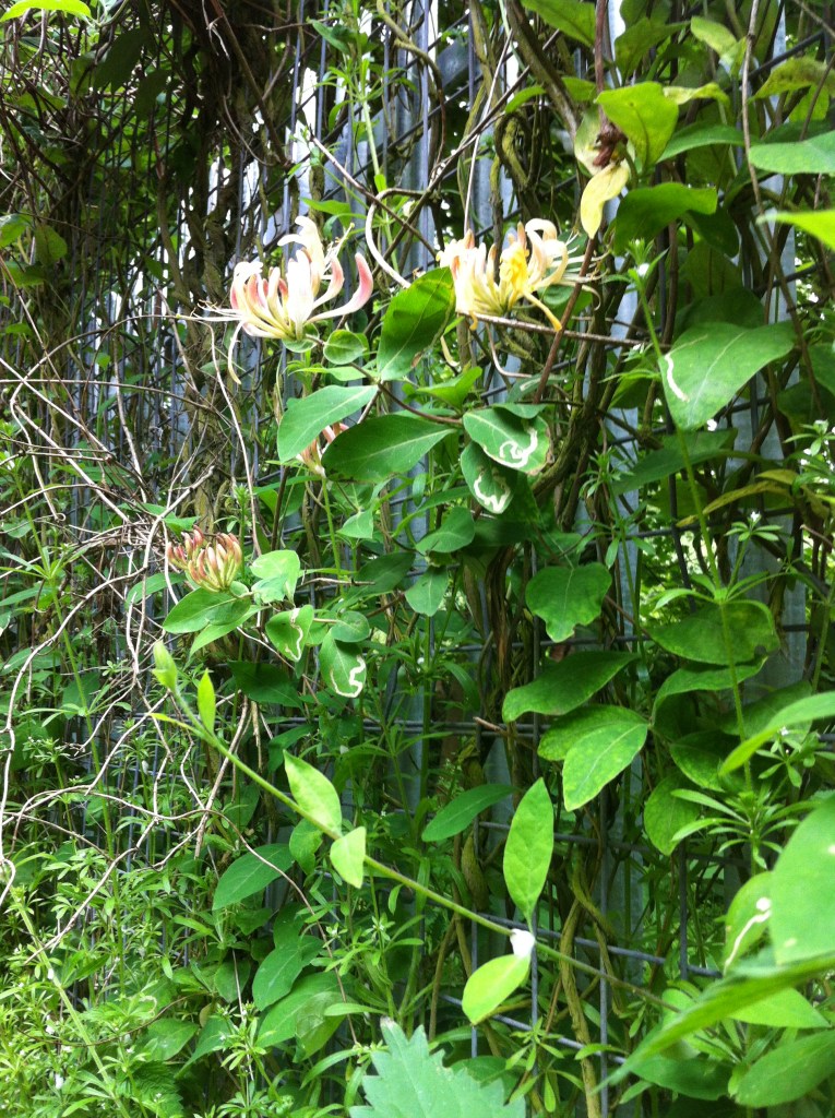 A closer view for you.