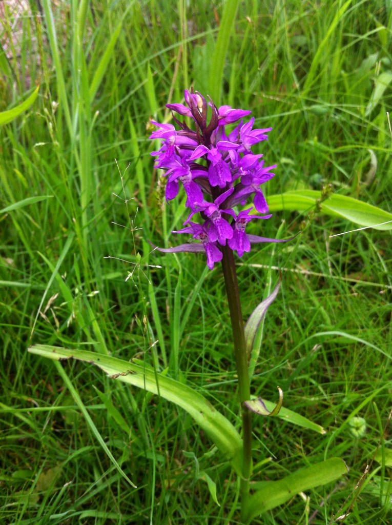 A Marsh Orchid (I think).