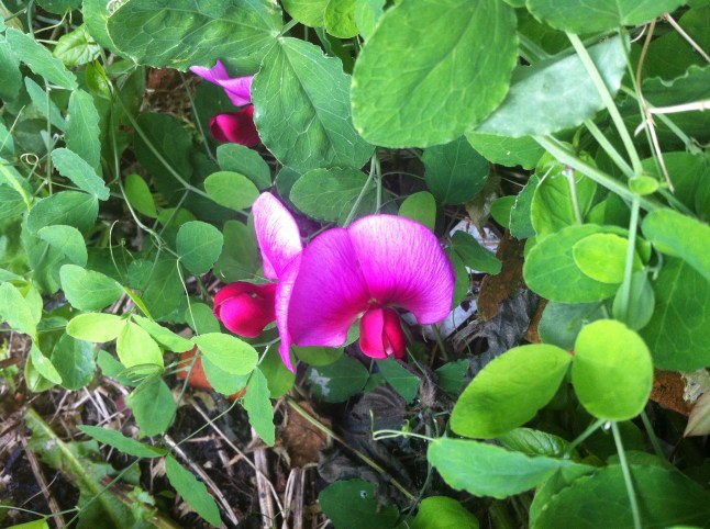 I forgot how large Sweet Pea flowers and leaves grow.
