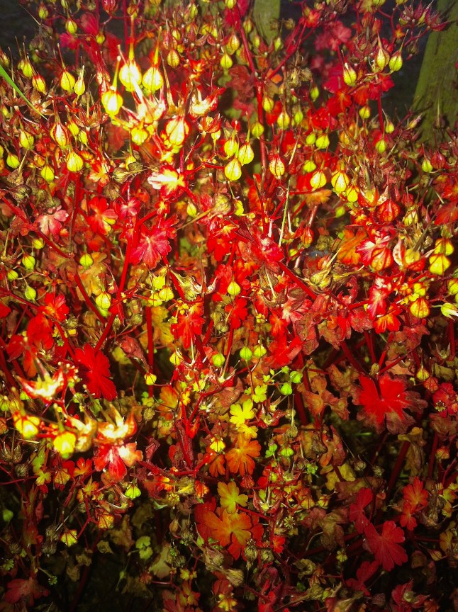 A closer view for you.