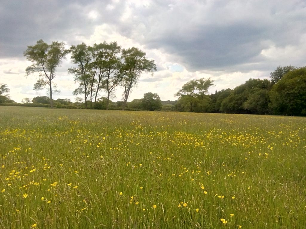 Said meadow, full of Buttercups