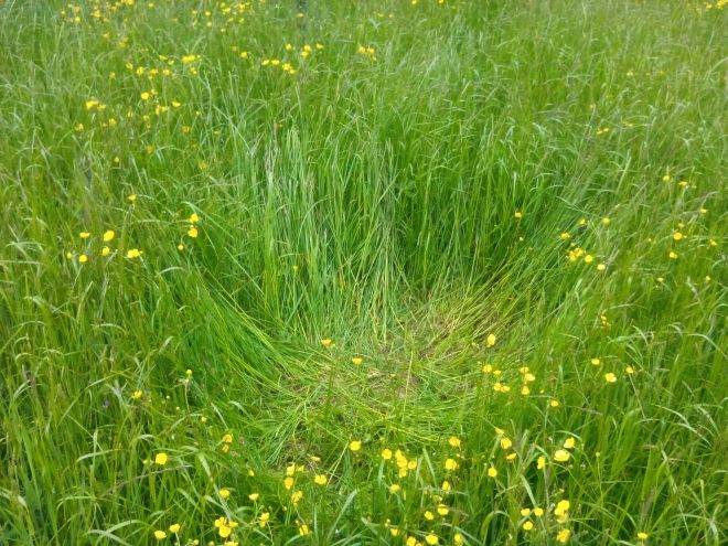 Impression of where she lay