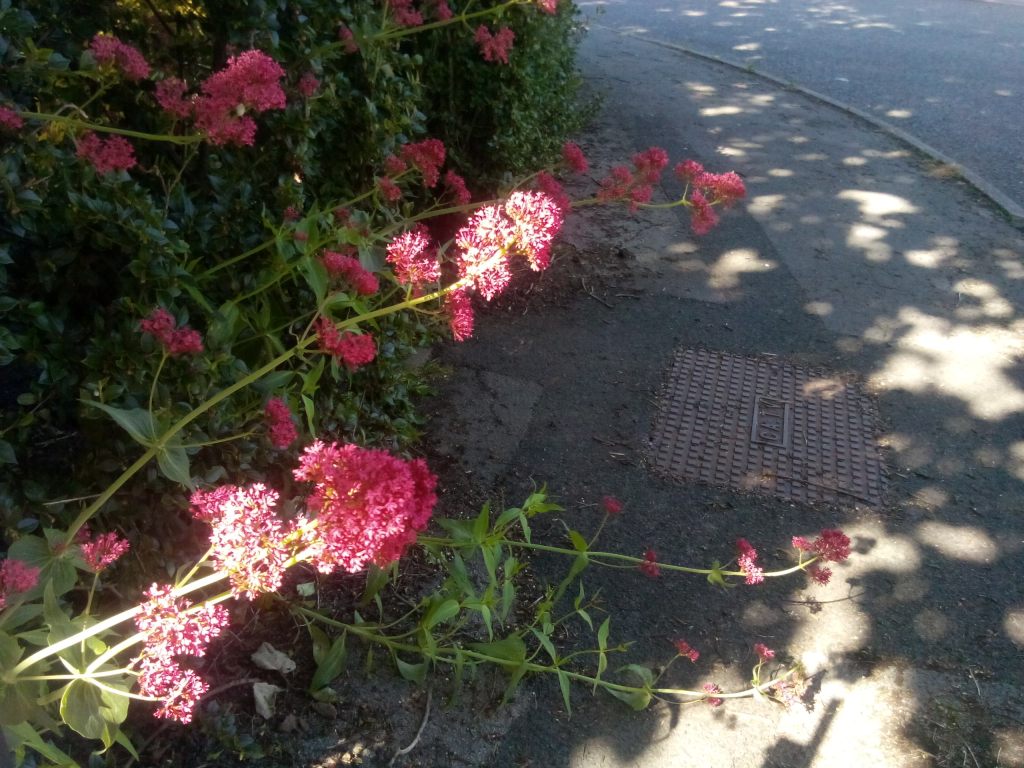 Red Valerian growing Wild
