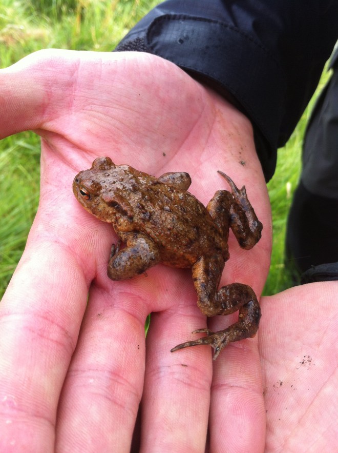 A Common Toad :)