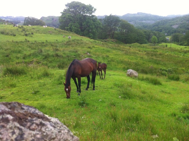We came across a cute wee family!