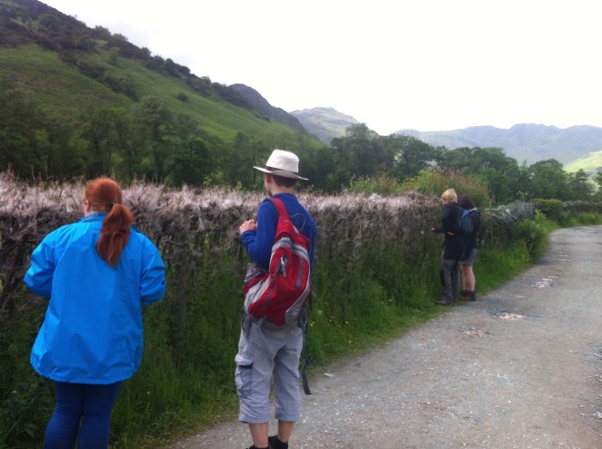 Almost an entire hedgerow was covered. I've seen similar in Frankley :)