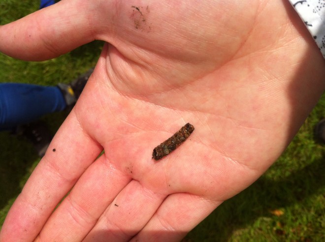 Caddisfly Larvae