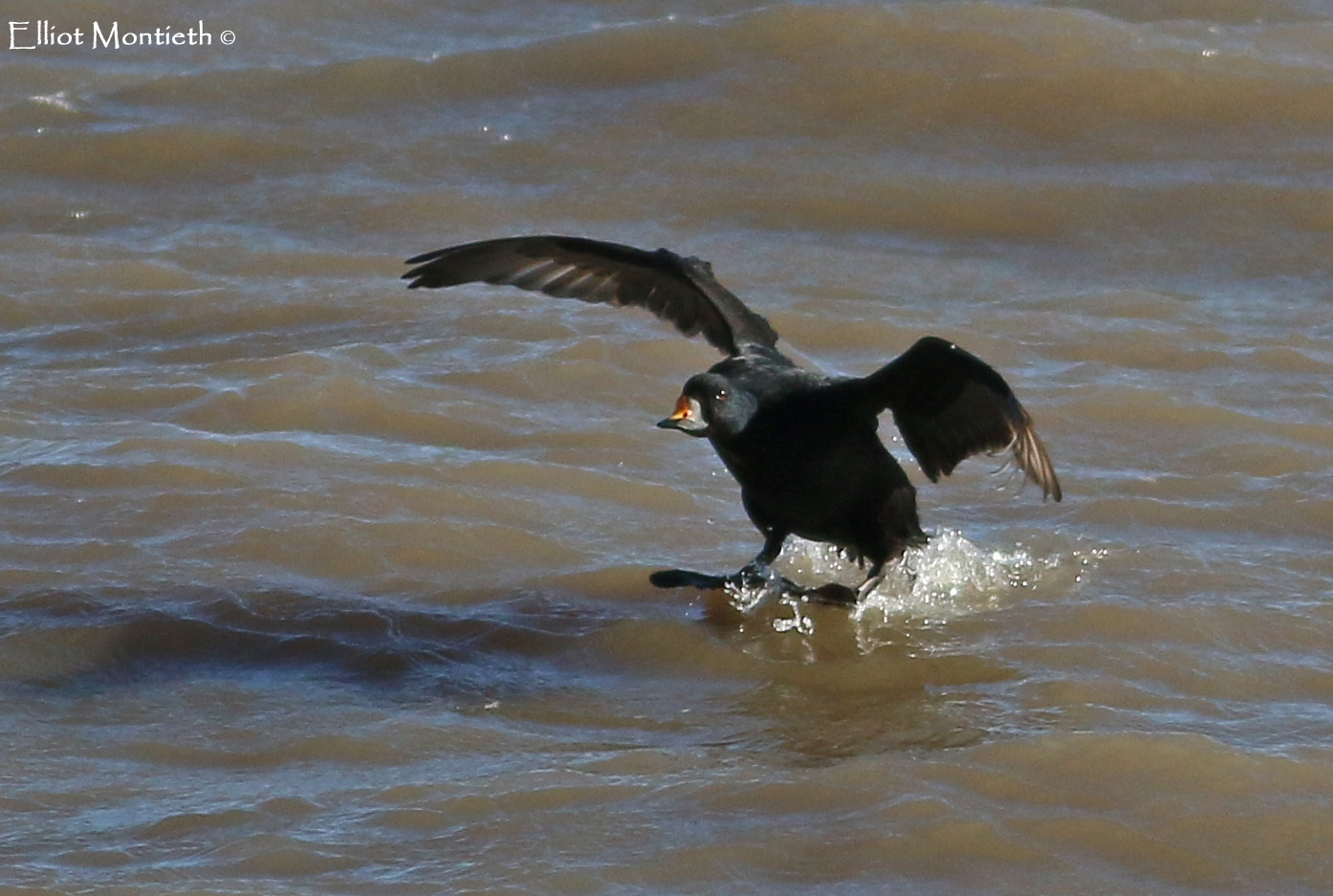 Common Scoter_edited-1