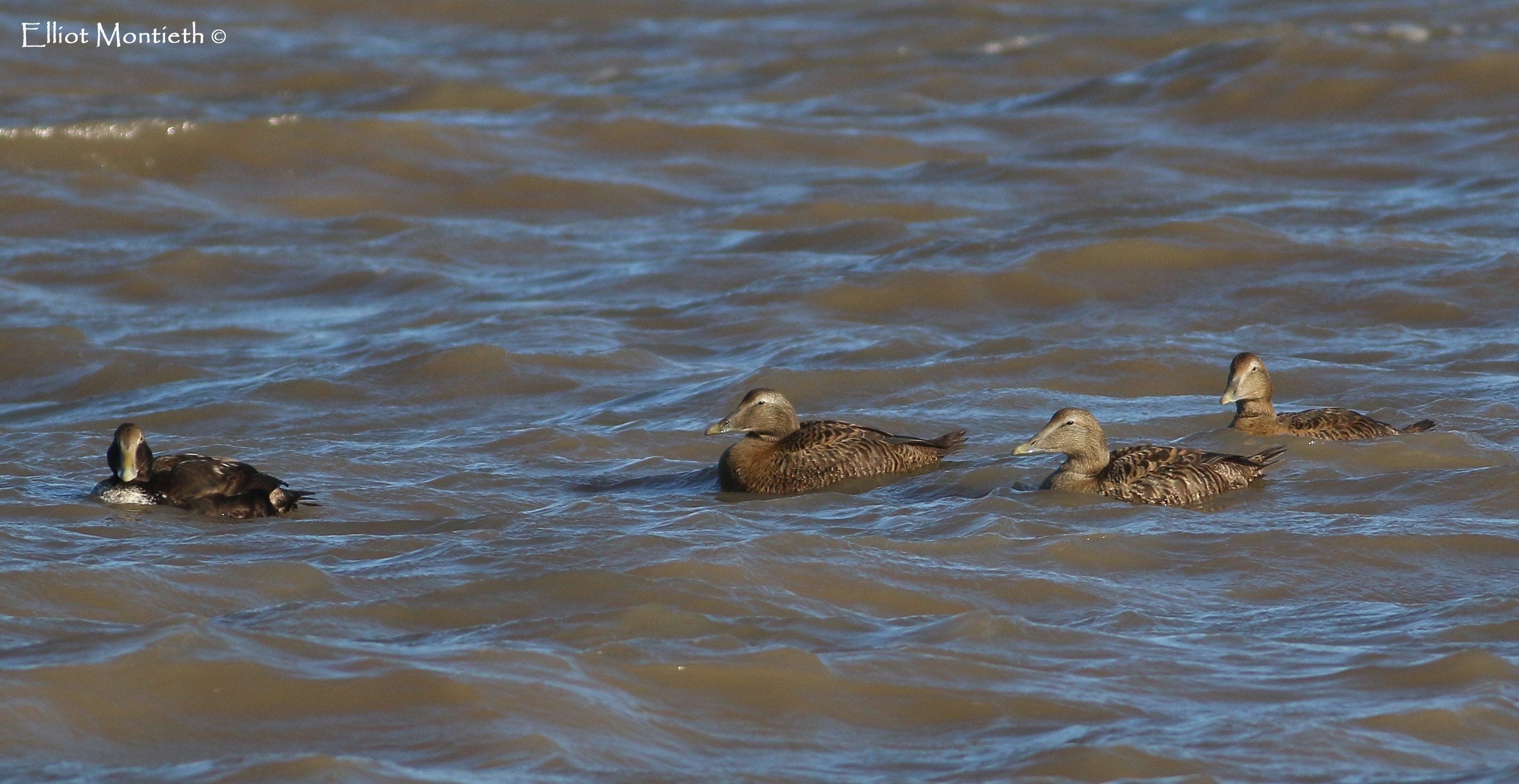 Eider on Hilbre_edited-1