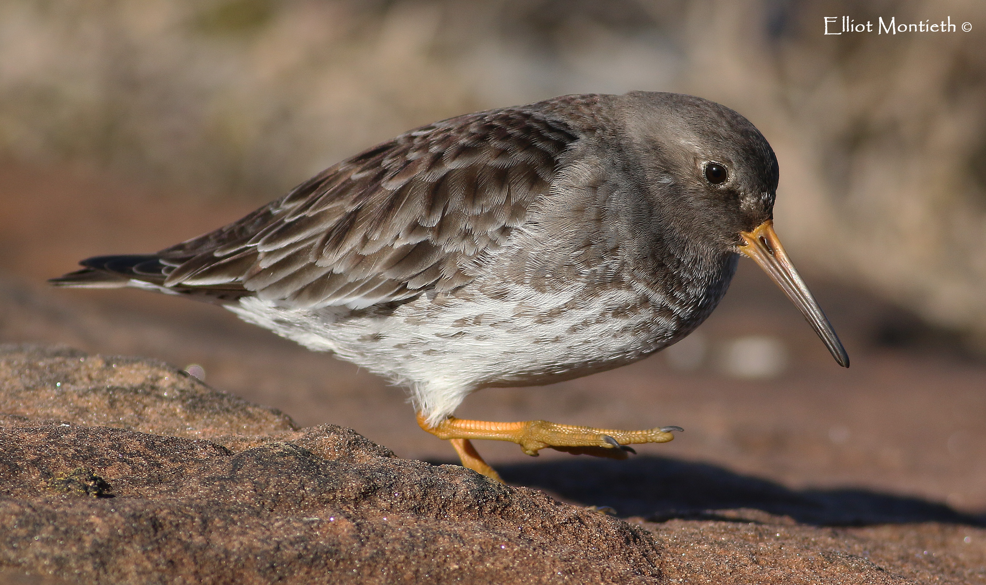 Purple Sand_edited-1