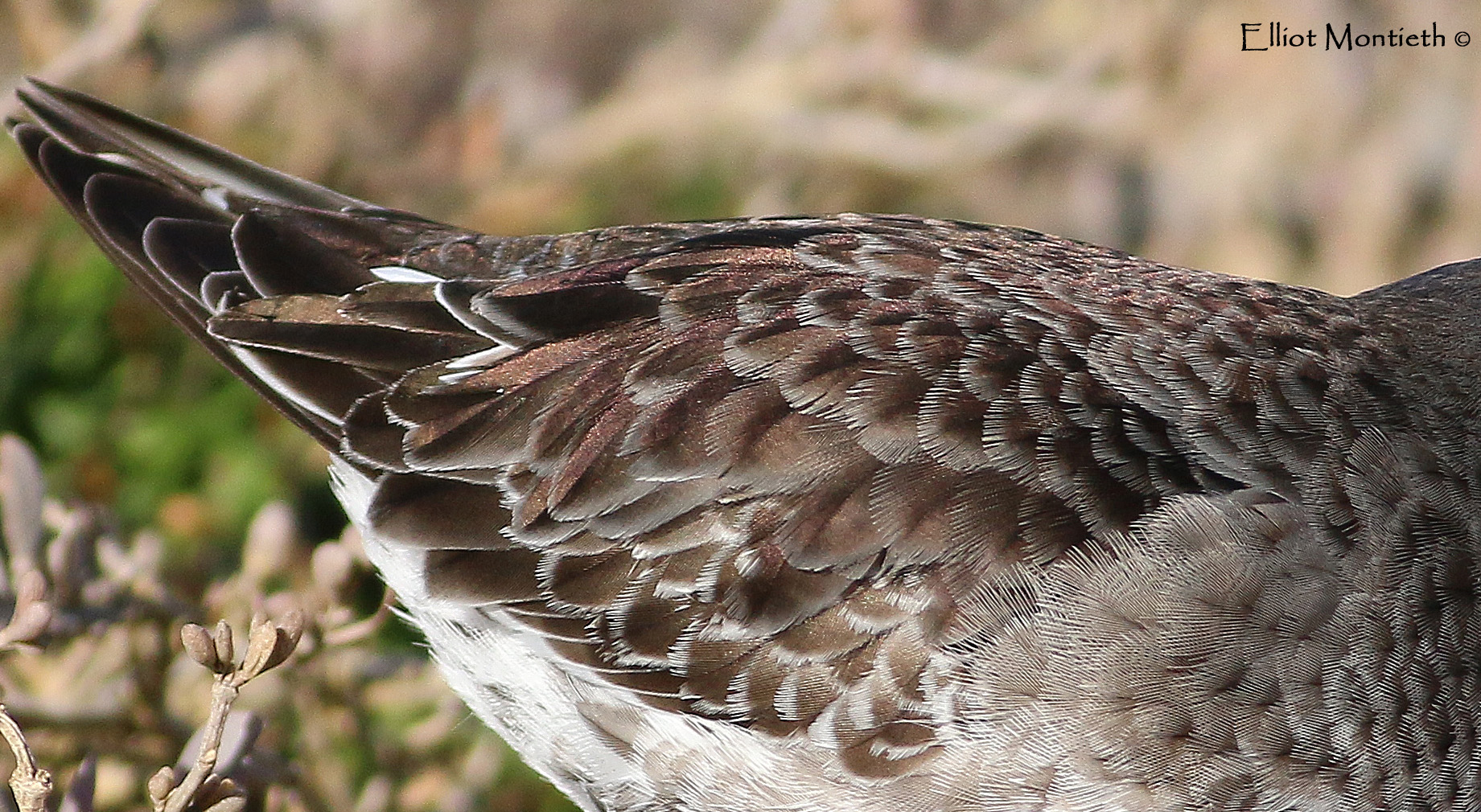 Purple Sandpiper 1_edited-1