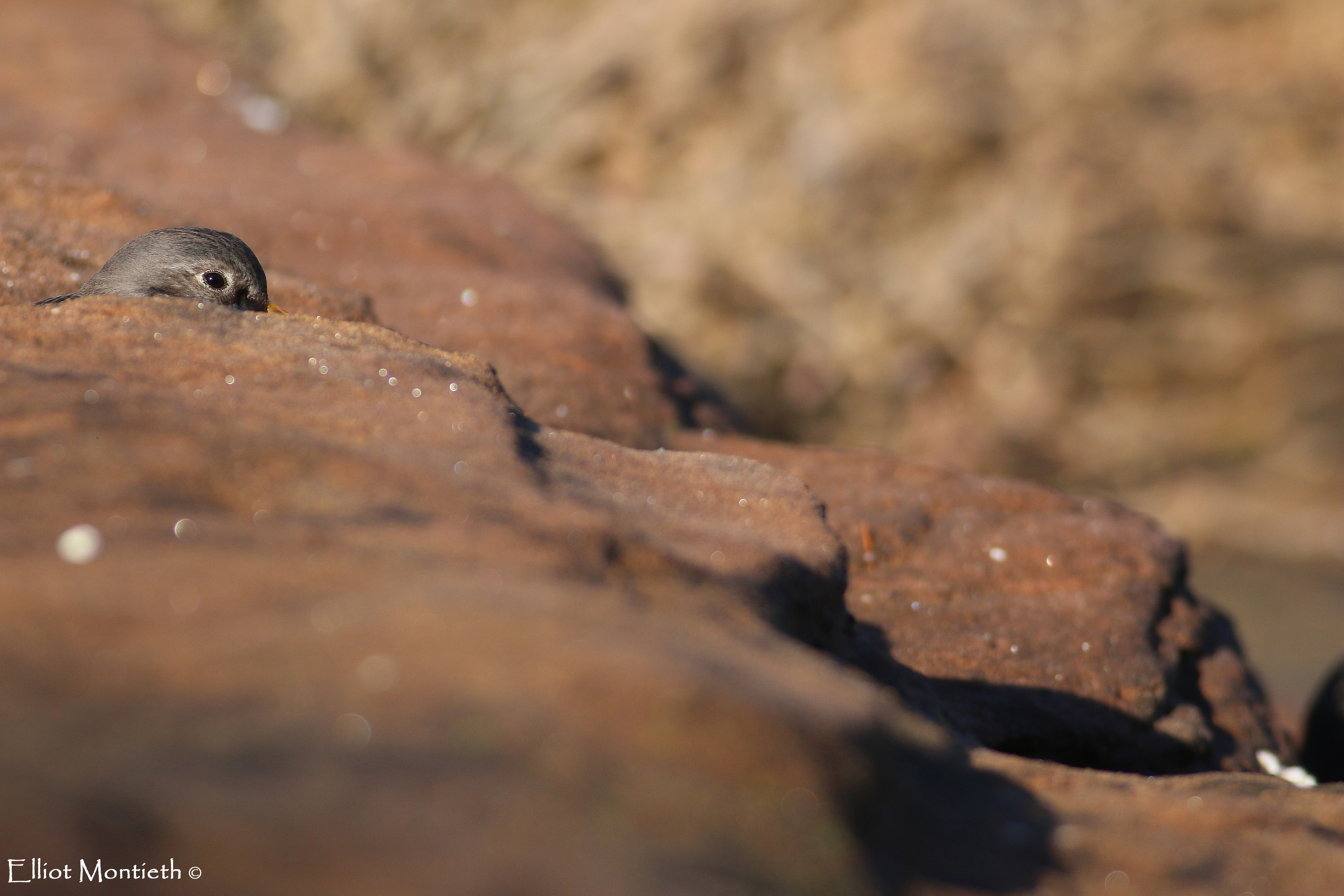 Purple Sandpiper 3_edited-1