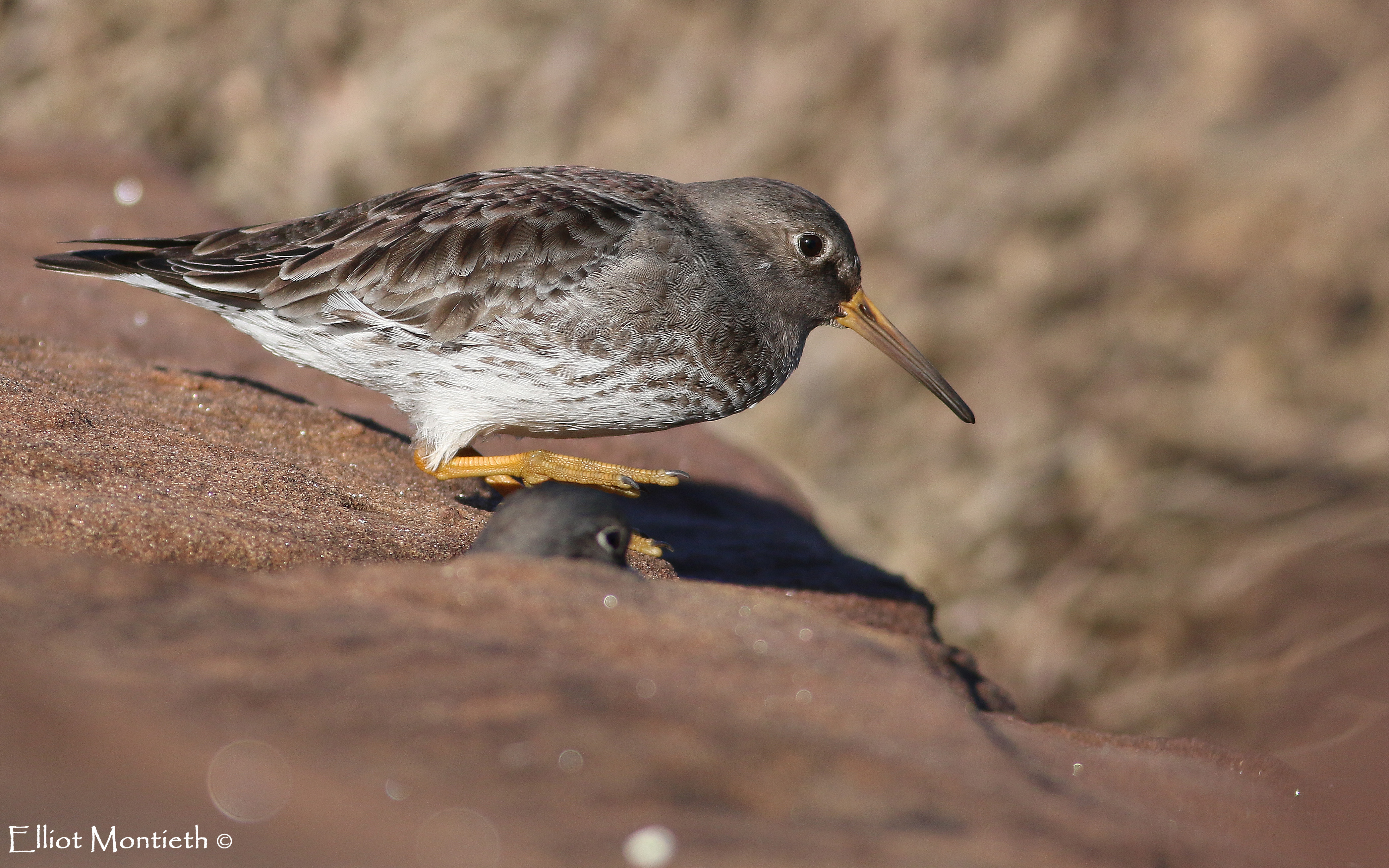 Purple Sandpiper 4_edited-1