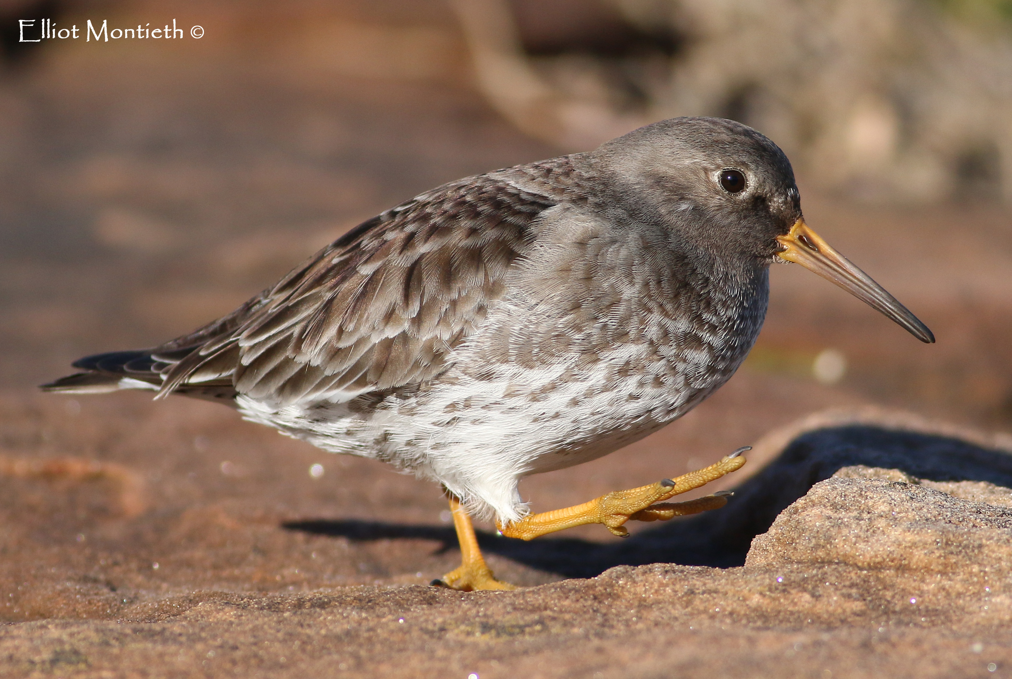 Purple Sandpiper_edited-1
